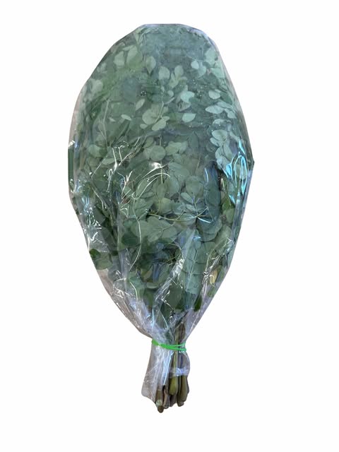 MALUNGGAY LEAF